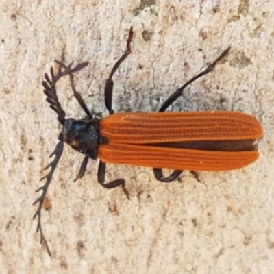 Porrostoma sp. (genus) (Lycid, Net-winged beetle) at Mitchell, ACT - 17 Dec 2020 by tpreston