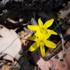 Tricoryne elatior (Yellow Rush Lily) at Crace Grasslands - 17 Dec 2020 by trevorpreston