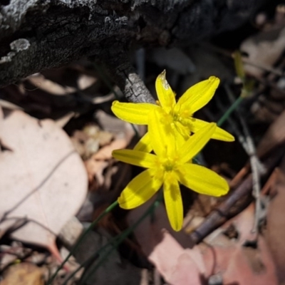Tricoryne elatior (Yellow Rush Lily) at Crace Grasslands - 17 Dec 2020 by trevorpreston