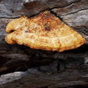 Truncospora ochroleuca at Mitchell, ACT - 17 Dec 2020 12:55 PM