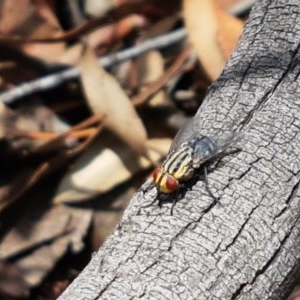 Sarcophagidae (family) at Mitchell, ACT - 17 Dec 2020 12:56 PM