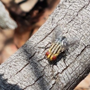 Sarcophagidae (family) at Mitchell, ACT - 17 Dec 2020 12:56 PM