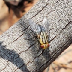 Sarcophagidae (family) at Mitchell, ACT - 17 Dec 2020 12:56 PM