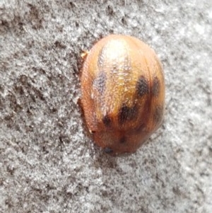 Paropsis sp. (genus) at Mitchell, ACT - 17 Dec 2020