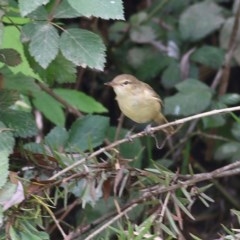 Acrocephalus australis (Australian Reed-Warbler) at Wodonga, VIC - 17 Dec 2020 by Kyliegw