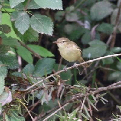 Acrocephalus australis (Australian Reed-Warbler) at Wodonga, VIC - 17 Dec 2020 by Kyliegw