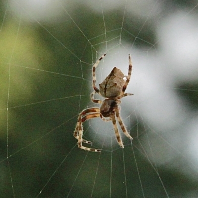 Hortophora sp. (genus) (Garden orb weaver) at Murrumbateman, NSW - 16 Dec 2020 by davobj