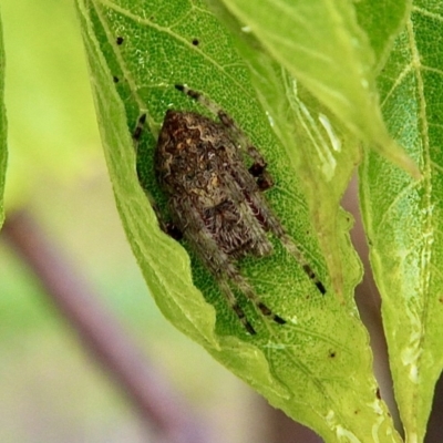 Araneinae (subfamily) (Orb weaver) at Murrumbateman, NSW - 17 Dec 2020 by davobj