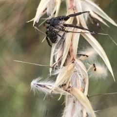 Thomisidae (family) at Acton, ACT - 15 Dec 2020