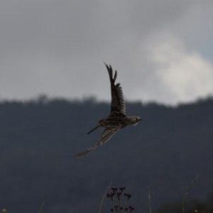 Gallinago hardwickii at Burra, NSW - 17 Dec 2020