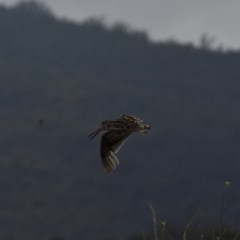 Gallinago hardwickii at Burra, NSW - 17 Dec 2020