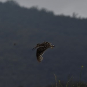 Gallinago hardwickii at Burra, NSW - 17 Dec 2020