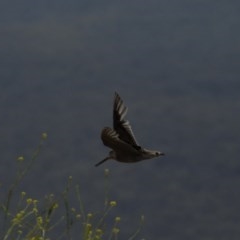 Gallinago hardwickii at Burra, NSW - 17 Dec 2020