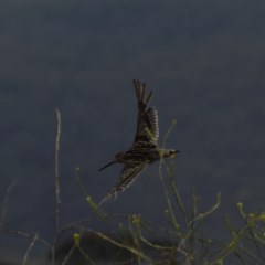 Gallinago hardwickii at Burra, NSW - 17 Dec 2020