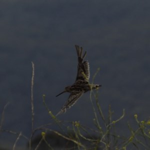 Gallinago hardwickii at Burra, NSW - 17 Dec 2020