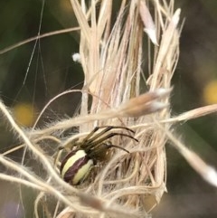 Deliochus sp. (genus) (A leaf curling spider) at O'Connor, ACT - 15 Dec 2020 by MattFox