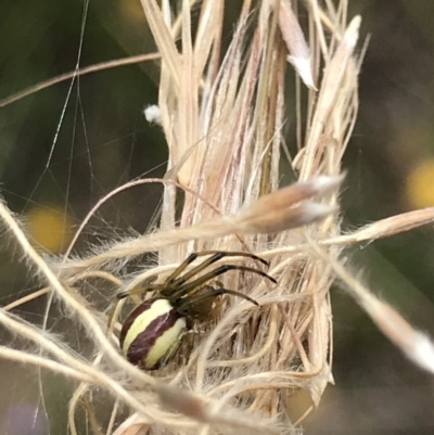Deliochus sp. (genus) (A leaf curling spider) at O'Connor, ACT - 15 Dec 2020 by MattFox