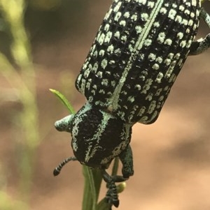 Chrysolopus spectabilis at O'Connor, ACT - 15 Dec 2020