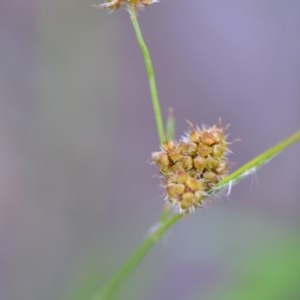 Luzula flaccida at Wamboin, NSW - 17 Oct 2020