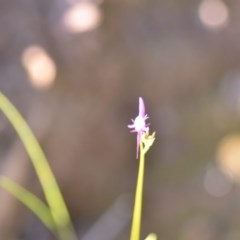 Linaria pelisseriana (Pelisser's Toadflax) at Wamboin, NSW - 17 Oct 2020 by natureguy