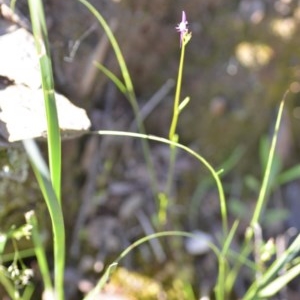 Linaria pelisseriana at Wamboin, NSW - 17 Oct 2020