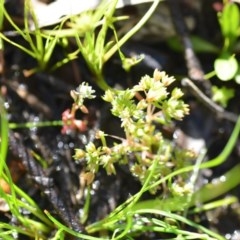 Crassula decumbens var. decumbens (A Stonecrop) at Wamboin, NSW - 17 Oct 2020 by natureguy