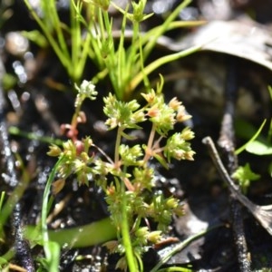 Crassula decumbens var. decumbens at Wamboin, NSW - 17 Oct 2020