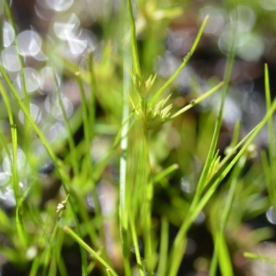 Juncus sp. (A Rush) at Wamboin, NSW - 17 Oct 2020 by natureguy