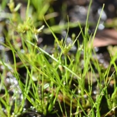 Juncus sp. at Wamboin, NSW - 17 Oct 2020