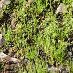 Juncus sp. at Wamboin, NSW - 17 Oct 2020