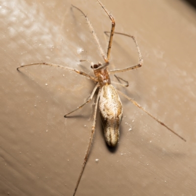 Argiope protensa (Long-tailed Argiope) at Acton, ACT - 17 Dec 2020 by Roger