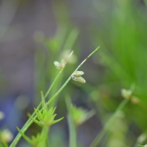 Isolepis sp. at Wamboin, NSW - 17 Oct 2020