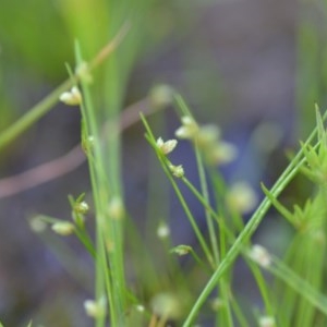 Isolepis sp. at Wamboin, NSW - 17 Oct 2020