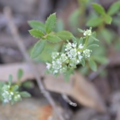 Poranthera microphylla (Small Poranthera) at Wamboin, NSW - 17 Oct 2020 by natureguy