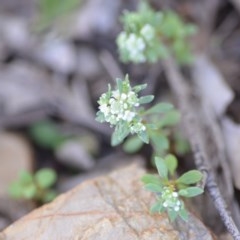 Poranthera microphylla at Wamboin, NSW - 17 Oct 2020