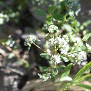 Poranthera microphylla at Wamboin, NSW - 17 Oct 2020