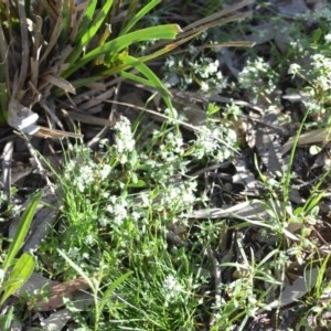 Poranthera microphylla at Wamboin, NSW - 17 Oct 2020