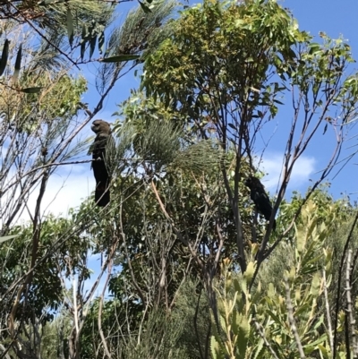 Calyptorhynchus lathami lathami (Glossy Black-Cockatoo) at Ulladulla, NSW - 17 Dec 2020 by Blackcockatoo