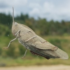 Goniaea australasiae at Coree, ACT - 16 Dec 2020