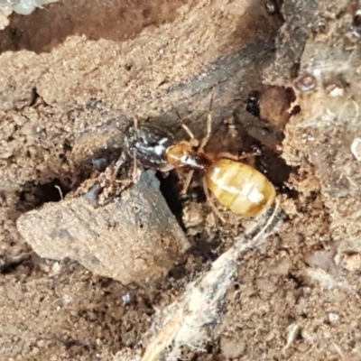 Camponotus claripes (Pale-legged sugar ant) at Lyneham, ACT - 17 Dec 2020 by tpreston
