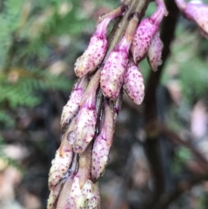 Dipodium sp. at Paddys River, ACT - suppressed