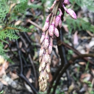 Dipodium sp. at Paddys River, ACT - suppressed