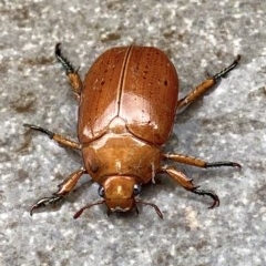 Anoplognathus sp. (genus) (Unidentified Christmas beetle) at Deakin, ACT - 12 Dec 2020 by AdventureGirl