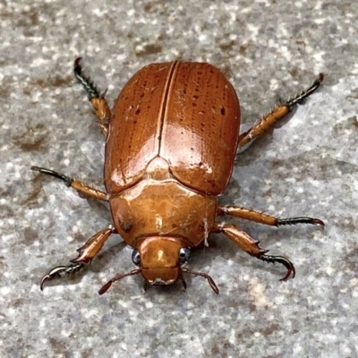 Anoplognathus sp. (genus) (Unidentified Christmas beetle) at Deakin, ACT - 12 Dec 2020 by AdventureGirl