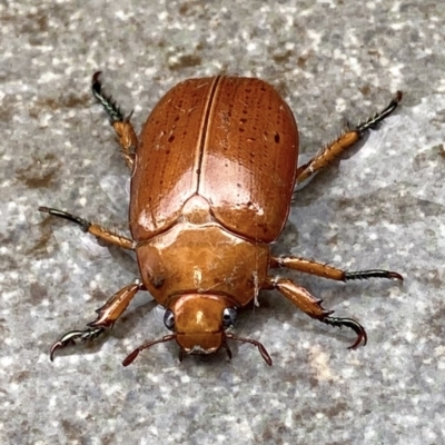 Anoplognathus sp. (genus) (Unidentified Christmas beetle) at Deakin, ACT - 13 Dec 2020 by AdventureGirl