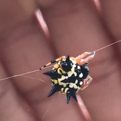 Austracantha minax (Christmas Spider, Jewel Spider) at Acton, ACT - 15 Dec 2020 by MattFox