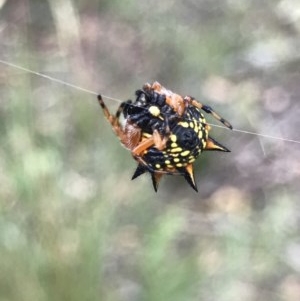 Austracantha minax at Acton, ACT - 15 Dec 2020