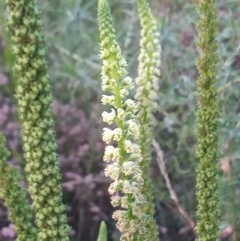 Reseda luteola (Weld) at Paddys River, ACT - 17 Dec 2020 by michaelb