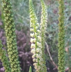 Reseda luteola (Weld) at Point Hut to Tharwa - 17 Dec 2020 by MichaelBedingfield