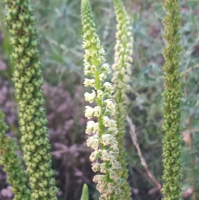 Reseda luteola (Weld) at Paddys River, ACT - 17 Dec 2020 by MichaelBedingfield